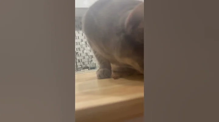 Watch the video about Angelic Grey Cat Snacks on Kitty Treats Up Close #shorts #cat #animals #cute #catlover #cutecat