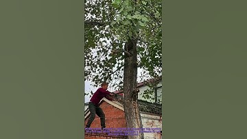 Residential Tree Removal: Using Crane to Safely Fell a Tree