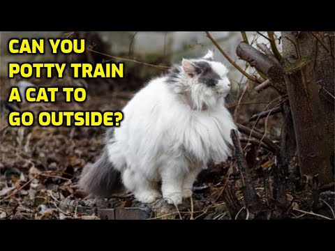 वीडियो: सैंडबॉक्स का फिर से उपयोग करने के लिए बिल्लियों को प्रशिक्षित करने के 3 तरीके