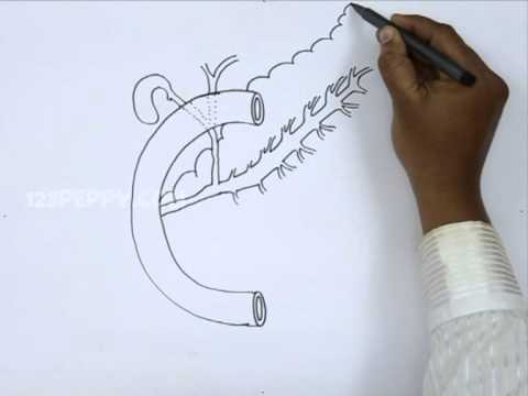 Labelled Diagram of Pancreas l How to Draw Pancreas with Labelling l ES art  & craft - YouTube