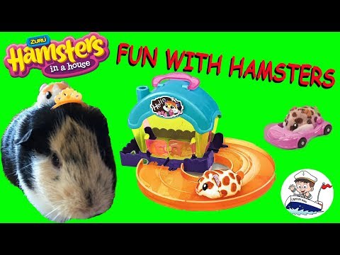 fun-with-hamsters-in-a-house.