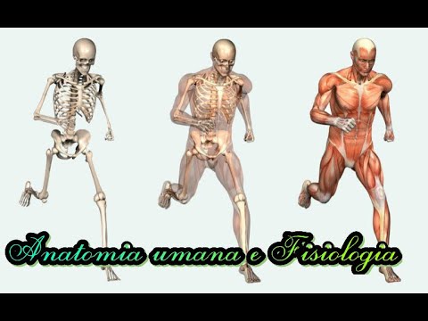 Anatomia e Fisiologia, Il rene