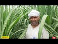 अशोजी गन्ने के साथ में किसान ने ली दो फसल सरसों व मुंग गन्ना भी जबरदस्त दिखे पूरी जानकारी Mp3 Song
