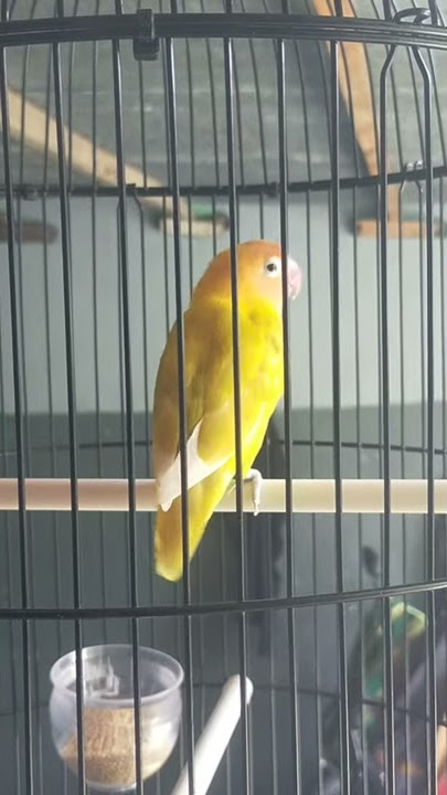 Lovebird nada ringtone