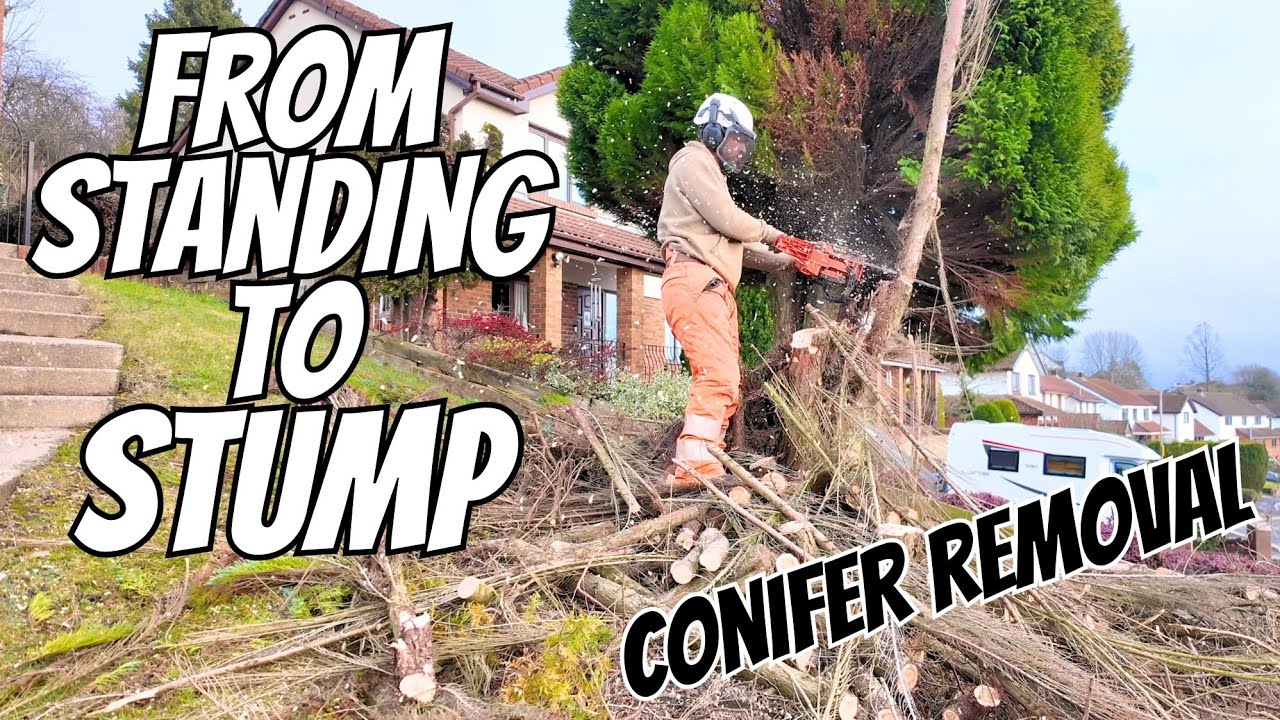 Удаление разросшихся и отмирающих хвойных деревьев — от стоящего дерева до чистого пня.