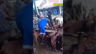 I Tour Around These Hausa Markets #nigeria #nigeriatravel #4kwalk #4kwalktour #vlogger #vlogger