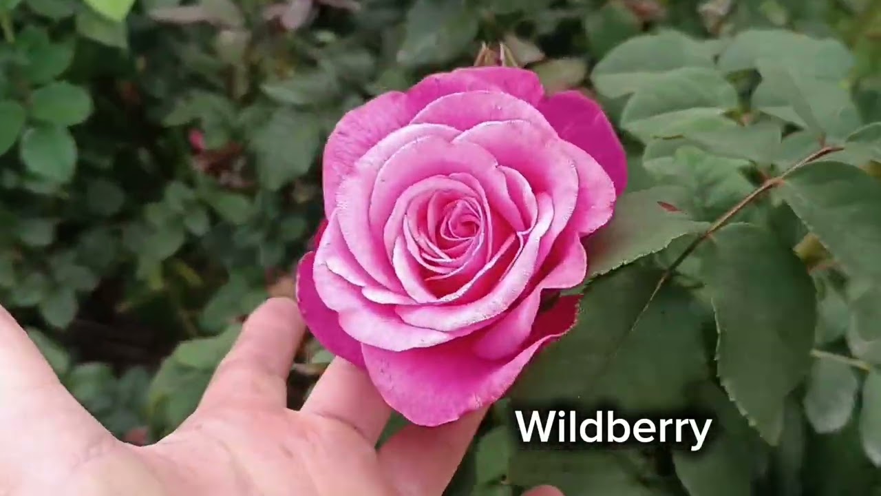 Нестача заліза у троянд перед другою хвилею.