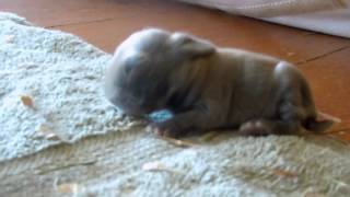 Sleepy 4 Day Old Baby Bunny