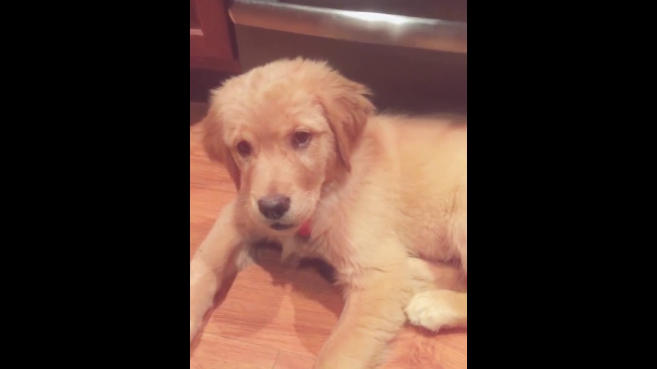12 week old Golden Retriever puppy won't eat treat until you tell her