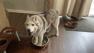 Stubborn Husky demands water bowl refill