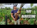 How we harvest taros  niue style  my way  taro farming 