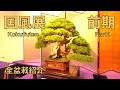 [4K LONG] 第94回 国風盆栽展 前期 全盆栽紹介