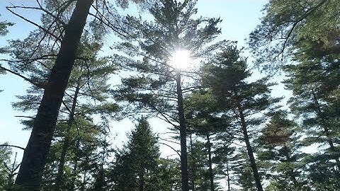 Studying the tree that built America