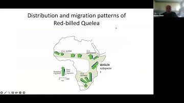 Reducing crop loss by quelea birds in Africa