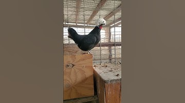 Thumbnail of chirp chirp chirp's egg song 🎵