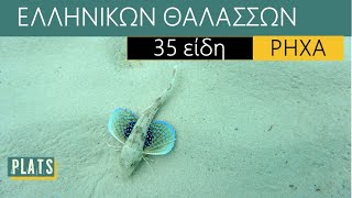 Ρηχά (35 είδη των ελληνικών θαλασσών)