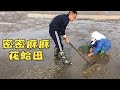 小倪拿著釘耙扒蛤蜊，密密麻麻一大片，一小時就挖了100斤【小倪趕海】