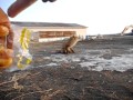 キタキツネの友達.AVI