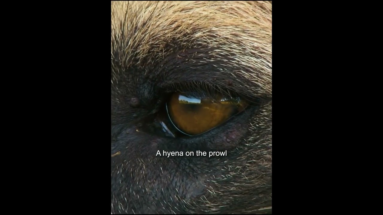 Wild life animal at forest 