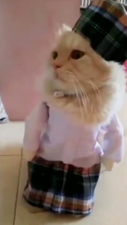 kucing lucu,,, pake baju koko #shots #shorts #kucinglucu #kucing #kucingpakebajukoko