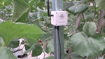 Lắp đặt hệ thống E-Sensor giám sát môi trường và điều khiển tự động trên vườn dưa lưới Sóc Trăng