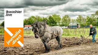 Trekpaarden Bereiden Nieuwe Wijngaard Voor Bij Chat-Ô-Bavo - Journalist.direct Eline De Ruyck