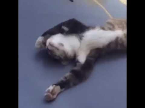 Кот актер - YouTube