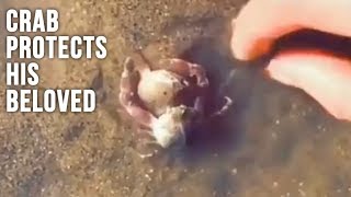 Crab Protects A Fellow Crab From A Dangerous Person