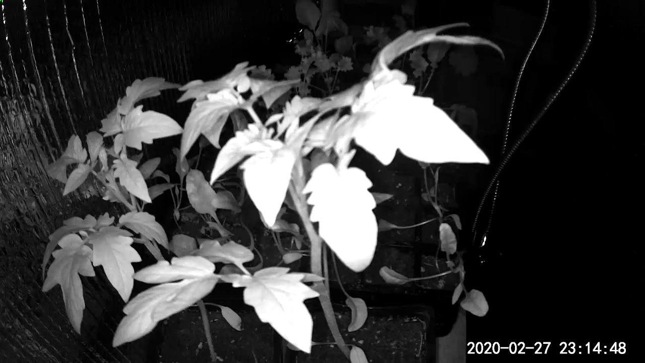 Tomato plant timelapse