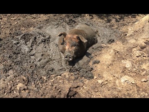 Видео: Разлика между делфин и свиня