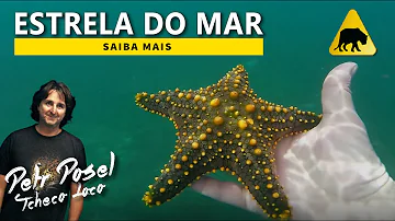 Como a estrela-do-mar sente o ambiente?