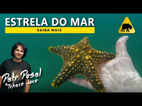 Estrela do Mar