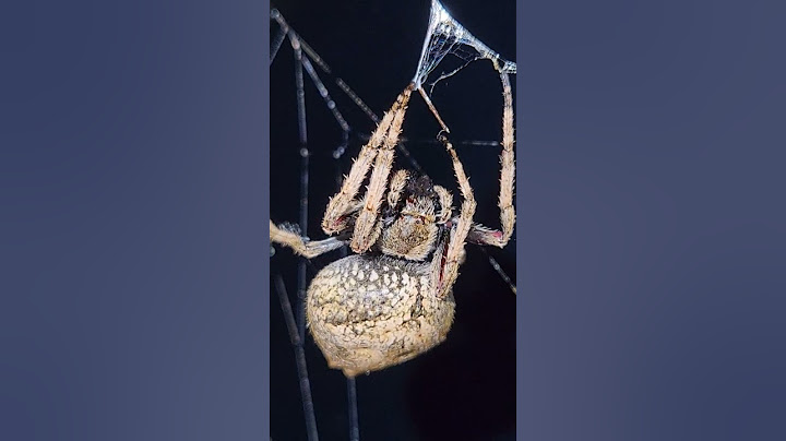 The Orb Spider #spiderweb #spider @trippytippi