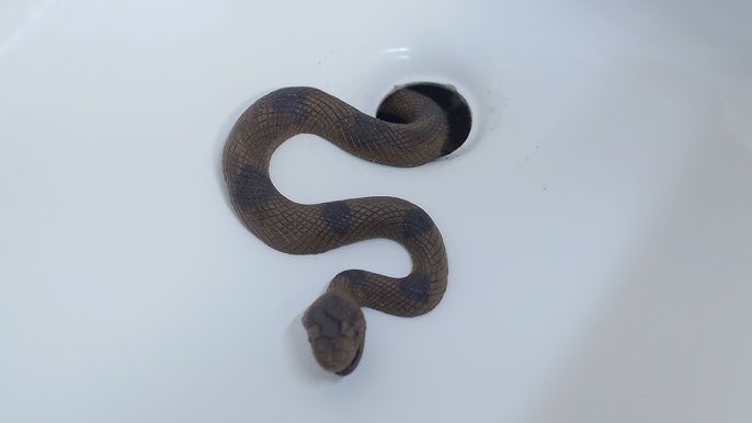 Couple comes face-to-face with snake in toilet