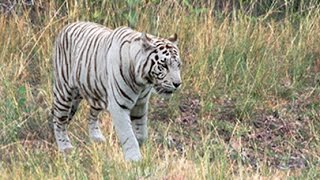 WHITE TIGERS IN THE WILD? by Animal Wire 194,196 views 9 years ago 3 minutes, 8 seconds