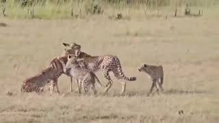 Warning:Sensitive Content-Cheetah, Nashipae, delivers live prey for 4 cubs to kill in the Masai Mara