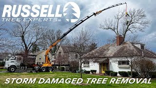 Removing a Decayed, Thunderstorm Damaged Tree