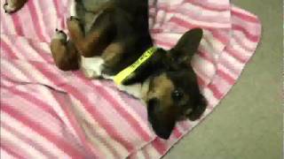 Meet Acorn a Terrier currently available for adoption at Petango.com! 2/7/2011 3:30:48 PM