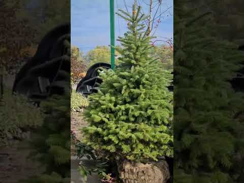Пихта #пихта  #купитьпихту #пихтаворонеж