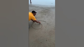 Draw a seal 🦭 using 6 #art #chandanartacademy