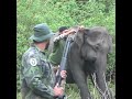 Injured wild elephant | 負傷した野生のゾウ | 野生のゾウ | الفيل البري | Save elephants | Wildlife #shorts