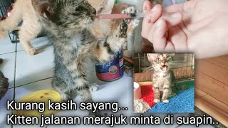 Terharu, Kurang kasih sayang kitten jalanan ini hanya mau makan jika disuapin 🥺 by Sahabat Meongers 749 views 3 weeks ago 10 minutes, 1 second