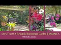 Lets tour a beautiful bromeliad garden  jamaica