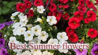 Best Summer Flowers In Eleja, Latvia