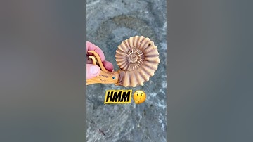 Fossil Hunting Surprises By The Sea⁉️ 🌊🧐#fossil#ammonite#fossilhunting
