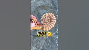 Fossil Hunting Surprises By The Sea⁉️ 🌊🧐#fossil#ammonite#fossilhunting