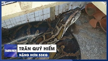 Người dân TP.HCM bàn giao trăn quý hiếm nặng hơn 53kg cho kiểm lâm