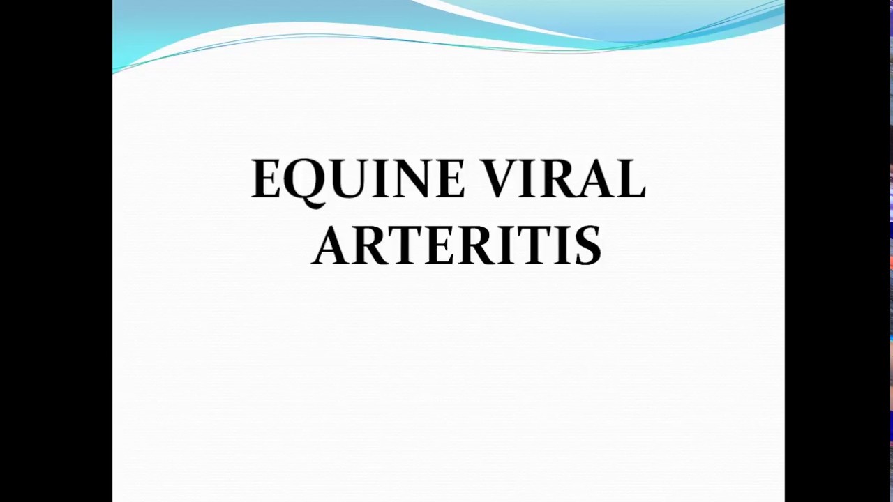 What Is Equine Viral Arteritis?