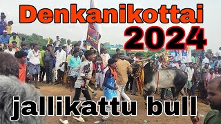 Denkanikottai Aadhu festival 2024 Part 5 @ 2024 hidden Karnataka amaresh