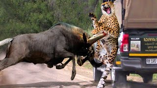 The leopard was cornered by the mother wildebeest to end the fight